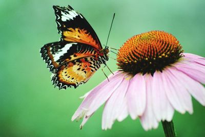 Close-up of butterfly pollinating on eastern purple coneflower