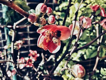 Close-up of red flower