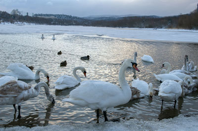 White swan paws on the ice reflecting