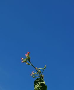 Low angle view of flowers against clear blue sky