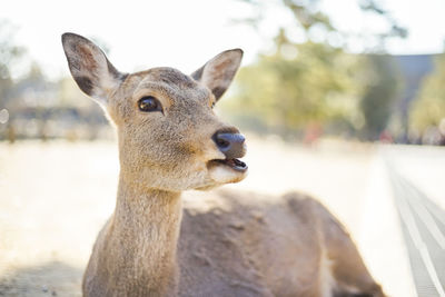 Close-up portrait of deer