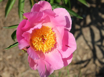 Close-up of pink flower blooming outdoors