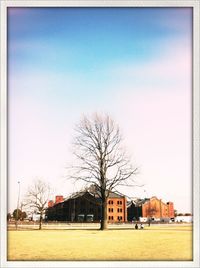 Bare trees against clear blue sky
