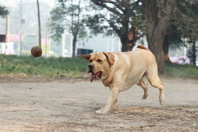 Dog in park