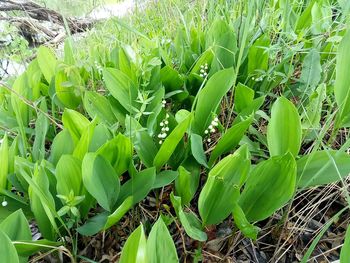 Close-up of green plant