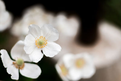 Close-up of white flowering plant