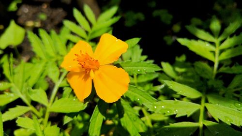 Close-up of yellow flower