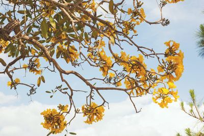 Low angle view of tree against sky