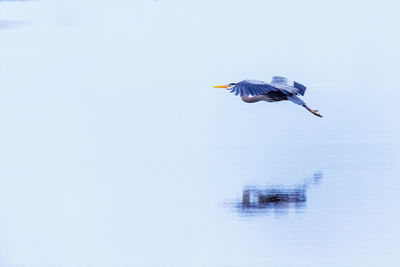 Seagull flying over a lake