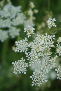 Close-up of white flowering plant