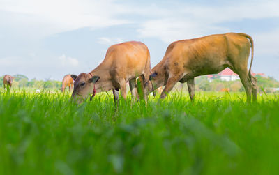 Cows on field