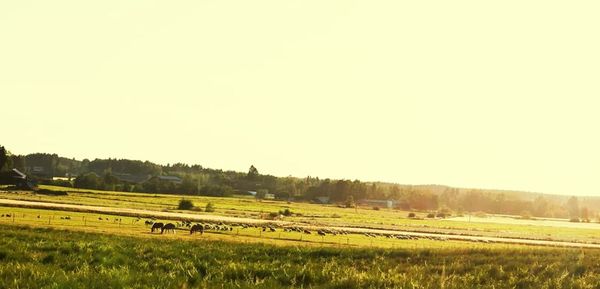 Scenic view of field against clear sky