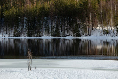 Scenic view of lake in forest during winter