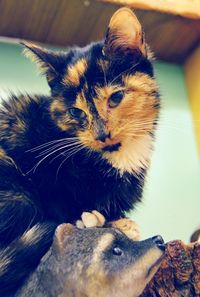 Close-up portrait of cat