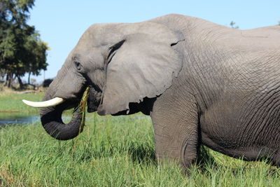 Full length of elephant in a field