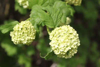 Close-up of flowering plant