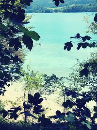 High angle view of trees by sea