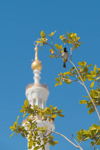 Low angle view of bird on plant against blue sky