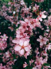 Close-up of pink cherry blossom