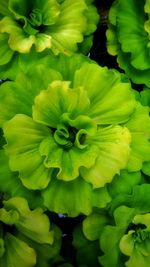 Full frame shot of flower