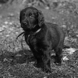 Dog on grass