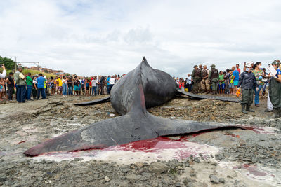 Rear view of a dead humpback whale calf on coutos beach in the city of salvador, bahia.