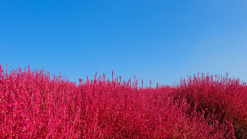 Plants growing on field against clear sky