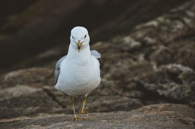 Close-up of white bird perching on rock