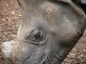 Close-up of horse