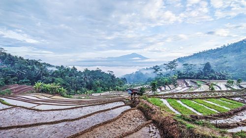 Scenic view of agricultural field against sky