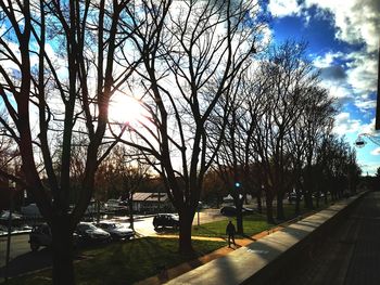 Bare trees against sky on sunny day