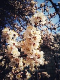 Close-up of cherry blossom