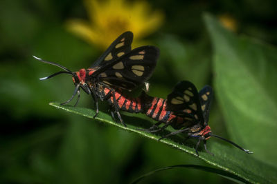 Close-up of butterfly on flower