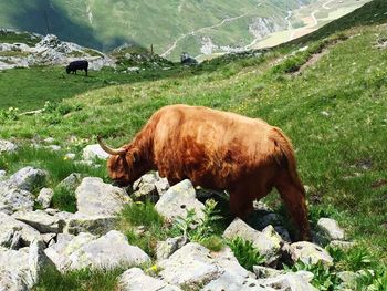 Highland cattle grazing on grassy field during sunny day