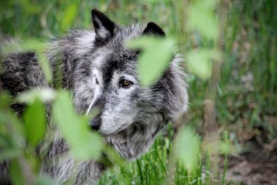 Close-up of dog in grass