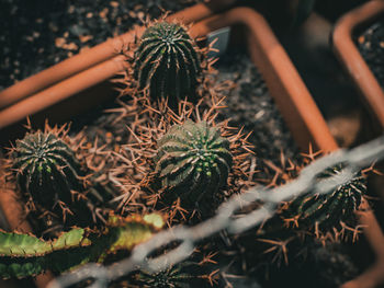 Close-up of cactus plants