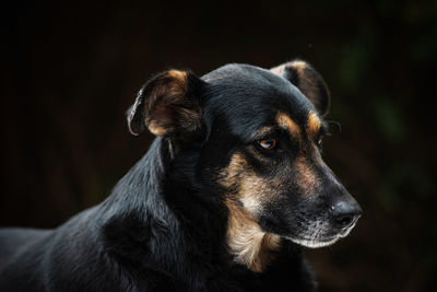 Close-up of a dog looking away