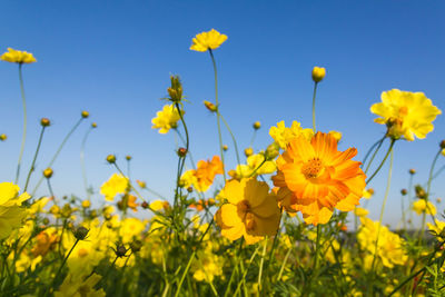 Close-up of yellow flowering plants on field against sky