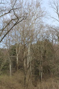 Bare trees in forest