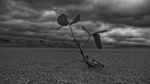 Close-up of leaf against sky