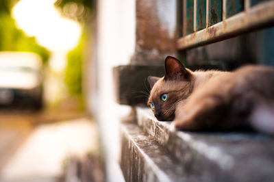Close-up portrait of cat