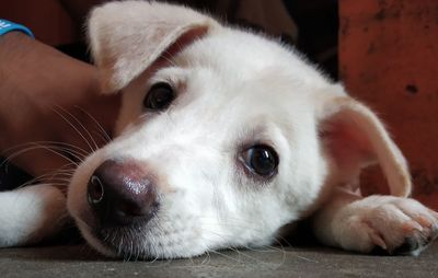 Close-up portrait of dog lying down