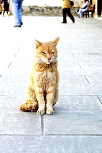 Hangin' tough, stray cat on a street in lhasa