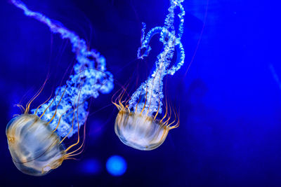 Close-up of jellyfish swimming in aquarium