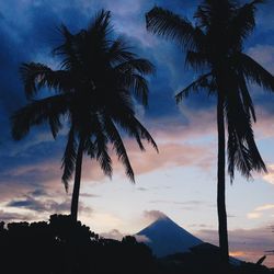 Silhouette of palm trees at sunset