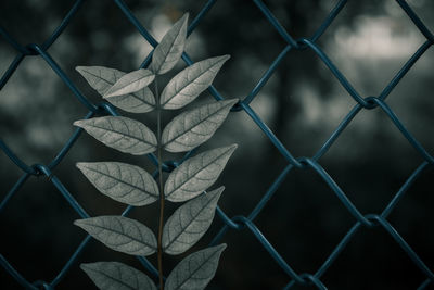 Close-up of leaves on chainlink fence