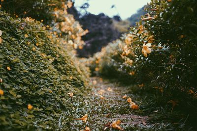 Close-up of plants