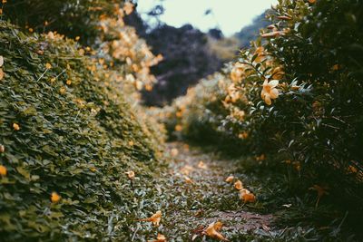 Flowers and plants on field