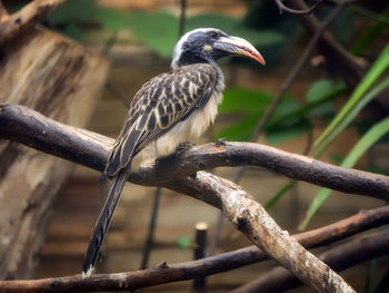 Close-up of bird perching on branch