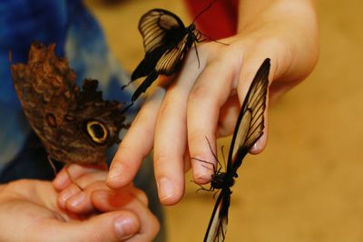 Close-up of person holding butterfly